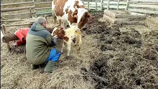 Отёл Милы/Переживания и Неожиданный сюрприз в сарае