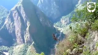 Stairs Of Death At Machu Picchu