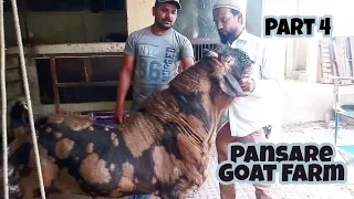 big sirohi goat for sale || Pansare goat farm part 4