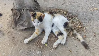 A Blind & Paralyzed Cat Lying Alone In The Street Waiting For Her Unknown Fate Rescue Before & After