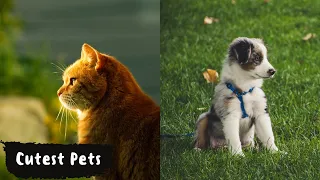 Aww so Cute Animals | Cute and Funny Pet Compilation #32 | The Cute Channel