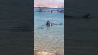 Дайвинг с дельфинами г. Эйлат - Израиль