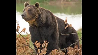9 Gruesome Bear Attacks