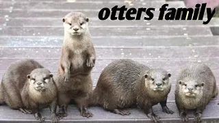 cute otter intimately filmed by spy camera | spy in the wild - ANIMALS MYSTERY