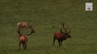 POĎTE S NAMI DO LESA: Jelenia ruja