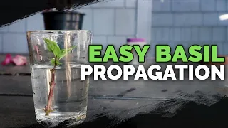 Propagating Basil: Grow an INFINITE Supply Forever