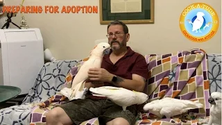 Preparing to Adopt a Parrot | Ep.50: Get Ready for Bird Rescue | Cockatude: Cockatoos with Attitude