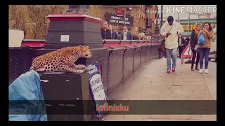 Leopard Prank gone viral on city