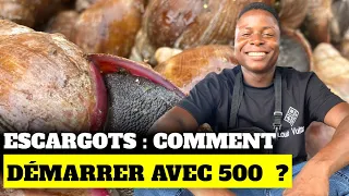 Escargots : comment démarrer avec 500 ?