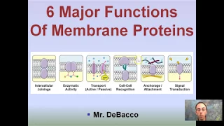 6 Major Functions of Cell Membrane Proteins