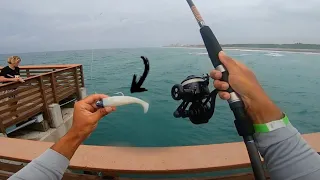 SNOOK Fishing from pier with NLBN'S and big LIVE BAITS (JUNO PIER)