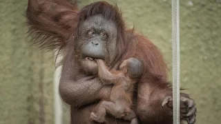 Proud Mum Shows Off Baby Orangutan: ZooBorns