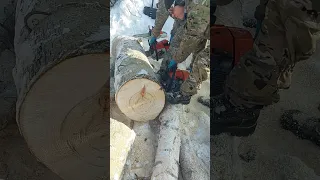 Бензопилы. ZimAni vs Stihl. Красноярск.