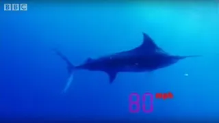 The Fastest Fish On The Planet: Black Marlin | Ultimate Killers | BBC