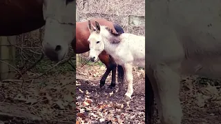 #animals #caballito #naturaleza