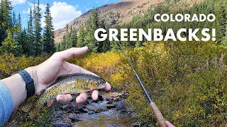 I Caught REAL Greenback Cutthroat Trout in This Colorado Creek! (Tenkara Fly Fishing)