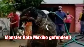 Monster Ratte in Mexiko gefunden #Monster#rate#Mysteriös#Mexiko