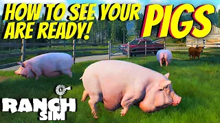 How To SEE When Your Pigs Are Ready For Sale! | Ranch Simulator | New Tips And Tricks PC Gameplay
