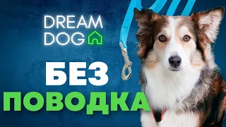 Гулять без поводка 🐶 Как отучить собаку убегать от хозяина 🐕  Какие команды нужны щенку на выгуле 🐩