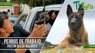 Pastor Belga Malinois- The Belgian Malinois ENG SUB Tv Agro por Juan Gonzalo Angel