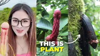 10 Shocking Plants that Look like Penis