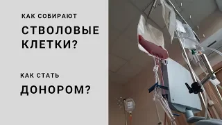 Как и зачем собирают стволовые клетки? Донорство костного мозга. Зачем это нужно?