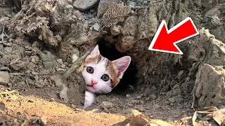 Stray Kitten Hiding in a Hole In The Ground | Kittens Before And After Being Rescue