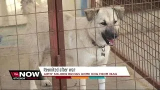 Soldier reunited with dog he adopted in Iraq