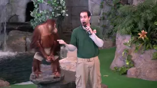 Orangutan Performs at Universal's Animal Actors Show