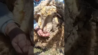 Sheep Leaps For Joy After Getting A Much-Needed Haircut | The Dodo