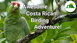 The Birds of Costa Rica: Adorable Parrots, Incredible Falcons, and Massive Vultures!