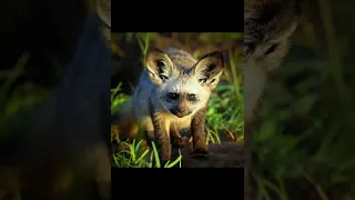 большеухая лисица