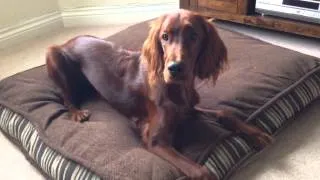 Ruby the 6 month old irish setter