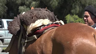 CLÍNICA DE DOMA - CAMPO DE JINETEADA - nov 2019