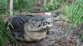 Crocodile attacks and kill Lion  Deadly Fight FUL