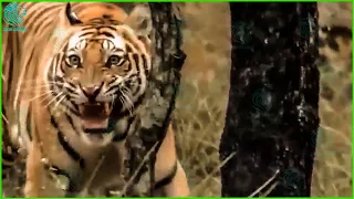 Gorillas Kill Tigers To Prove: Tiger Is The King Of The Jungle Is Wrong | Animals Fight @3WinAnimal