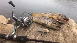 Catch n' Cook WILD Brown Trout at a Mountain Reservoir!