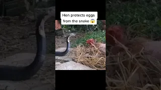 naughty snake chicken video