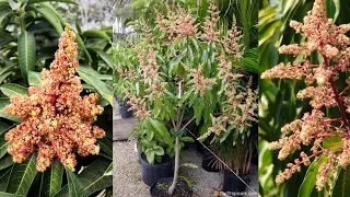 Los beneficios de Capar un Árbol de Mango - Floración Garantizada