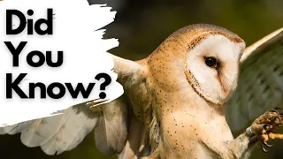 Things you need to know about BARN OWLS!