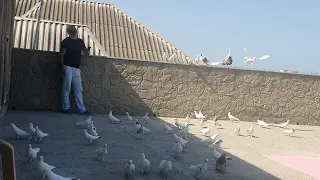 Анонс! Бакинские голуби Мяжнуна в Баку!