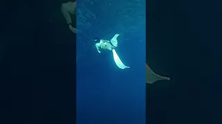 What free diving in the Philippines be like! 😊