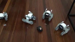 4 Playful Loona Robots React To Vector