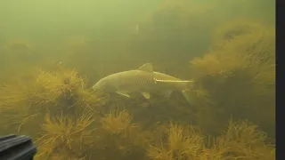 гигант белый амур. подводная охота