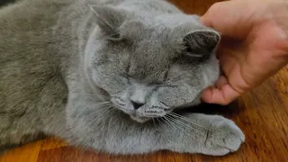 Cute cat (best way to pet your cat ) #pet #pet #satisfying