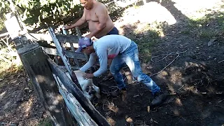 Cuidando dos bezerros. Nativo de Barra nova São Mateus ES