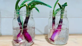 Regrow Sprouting Onions | Growing Your Own Food