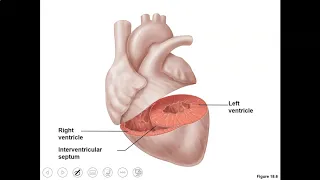 Biology 2402: Cardiovascular 2