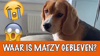 Matzy is kwijt! 😱 | DierenpraatTV