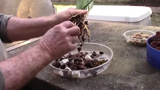 Repotting a new orchid in lava rock......